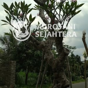 kamboja biasa (4)