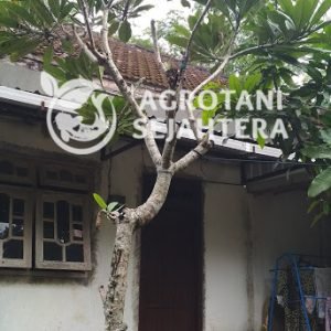 kamboja biasa (5)