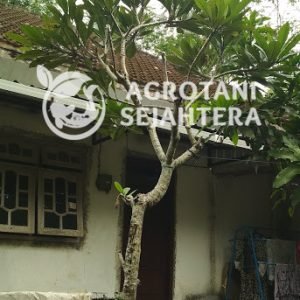 kamboja biasa (6)