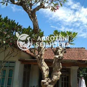 kamboja fosil (2)