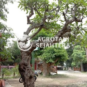 kamboja fosil (3)