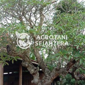 kamboja fosil 3m besar