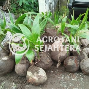 kelapa hibrida (2)