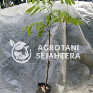 kelengkeng kristal (1)