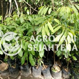 kelengkeng kristal (2)