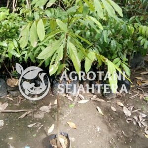 kelengkeng kristal (3)