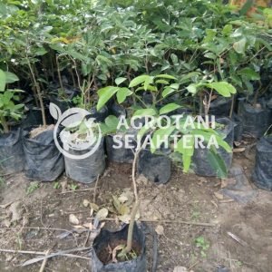 kelengkeng matalada (1)