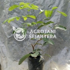 kelengkeng matalada (2)