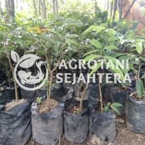 kelengkeng matalada (3)