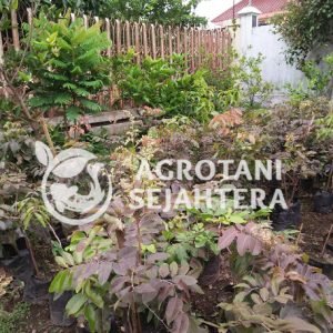 kelengkeng merah (2)