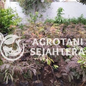 kelengkeng merah (3)