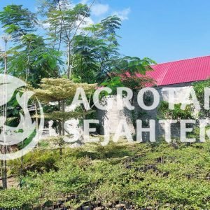 ketapang kencana (1)