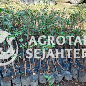 ketapang kencana (2)