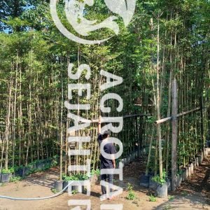 ketapang kencana (4)