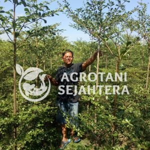 ketapang kencana tinggi 3 meter