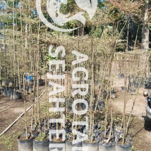 ketapang kencana varigata putih 2m