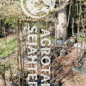 ketapang kencana varigata putih 3