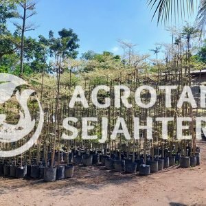 ketapang kencana varigata putih nsm