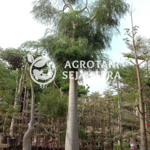 moringa besar agro