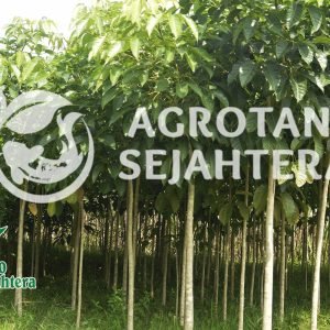 new 2 s pohon tabebuya pink dan putih