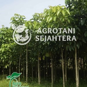 new 3 s pohon tabebuya putih dan pink