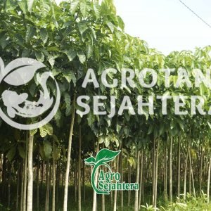 new 5 s pohon tabebuya bunga putih dan pink