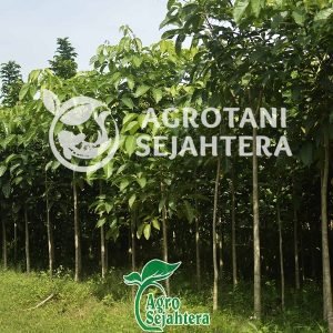 new s tabebuya putih dan pink