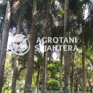 palem ekor tupai (2)