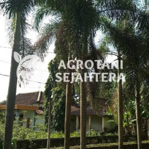 palem ekor tupai (3)