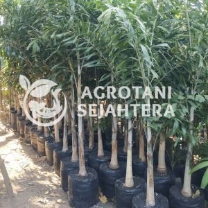 palem ekor tupai (4)