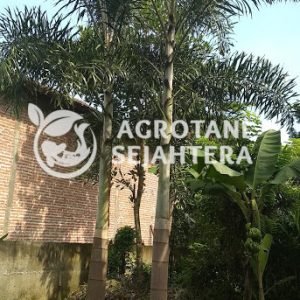 palem ekor tupai (6)