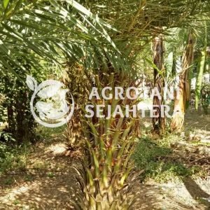 palem kenari-copy-0(1)