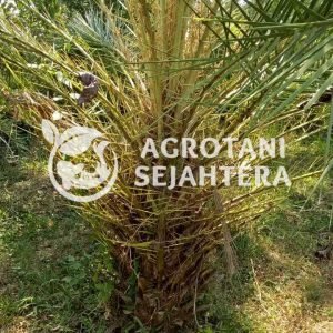 palem kenari-copy-1(1)