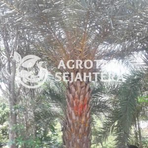 palem kenari rambusta 2 m