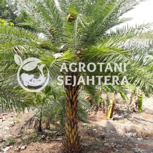 palem kenari silfertis 2 m