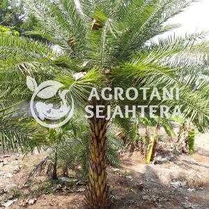 palem kenari silfertis 2 m(1)