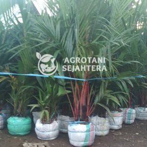 palem merah (1)