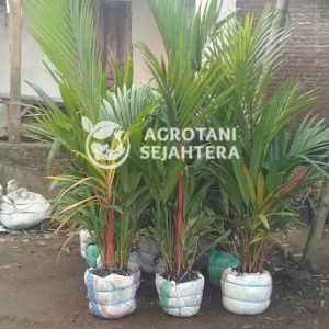 palem merah (4)