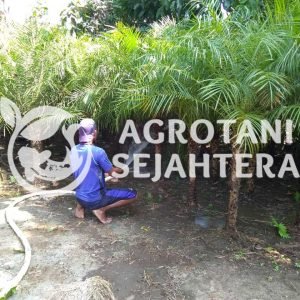 palem phoenix 1m (1)