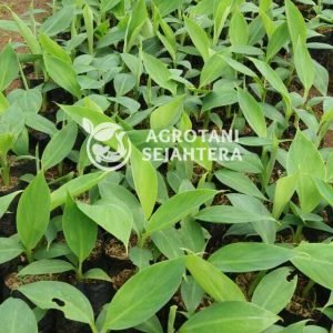 pisang kepok (2)