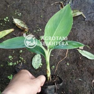 pisang kepok (3)