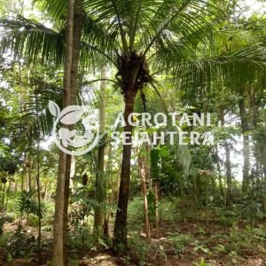 pohon kelapa 2,5m tinggi