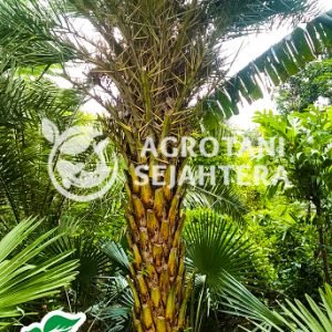 pohon palem kenari kuning