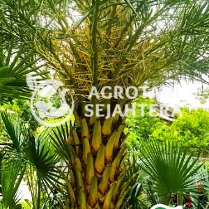 pohon palem kenari kuning 2