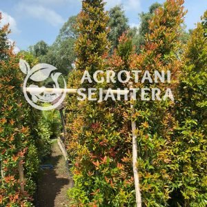 pohon pucuk merah (1)