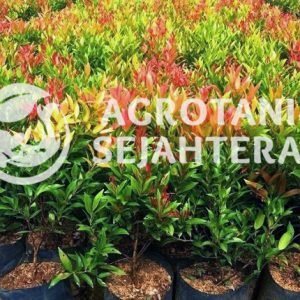 pohon pucuk merah (3)