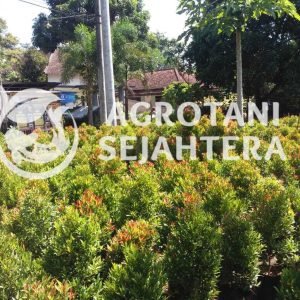 pohon pucuk merah (5)