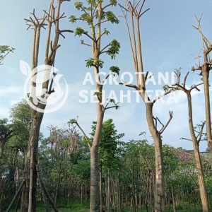 pohon pule besar tinggi 5m