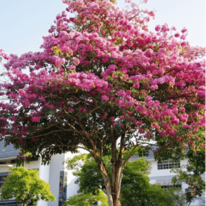 pohon tabebuya pink (1) (1)