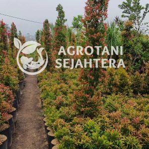 pucuk mereah tinggi s